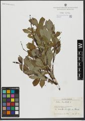 Foto von Salix hastata L.
